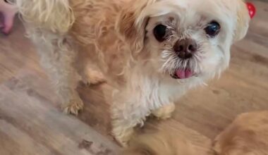 Lost Florida dog travels 1,000 miles home from New York