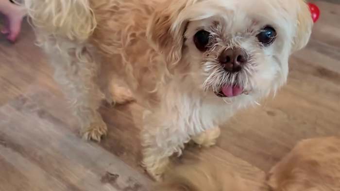 Lost Florida dog travels 1,000 miles home from New York