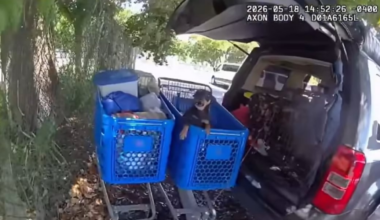 Florida officers rescue 24 dogs in hot car with no food, water