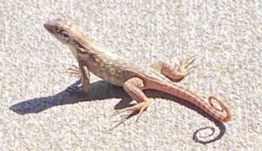 Invasive Bahamas lizard expands into Central Florida, researchers say