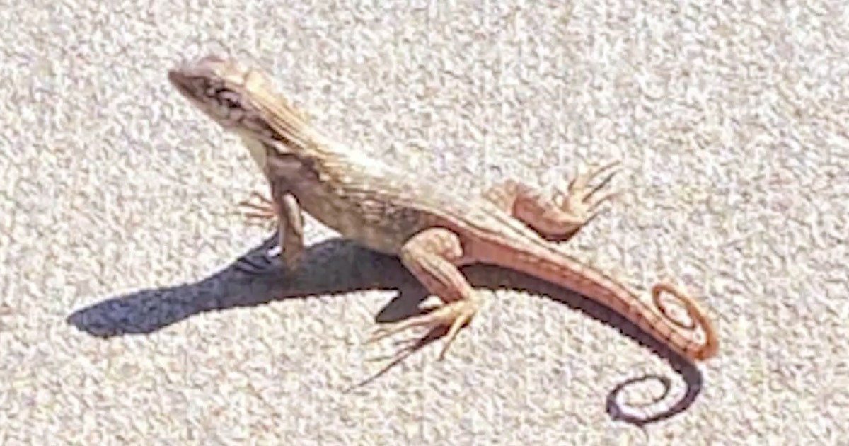 Invasive Bahamas lizard expands into Central Florida, researchers say