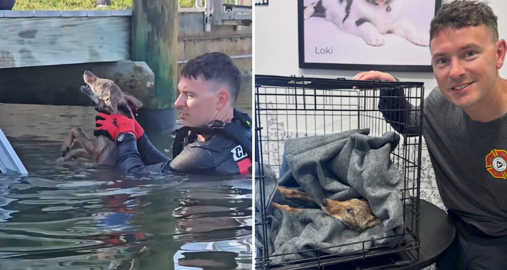 A rescuer holds a dog in water, while a second image shows the same dog resting in a crate with a caregiver.