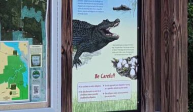 Second gator attack in Central Florida this weekend after deadly bite in Seminole County