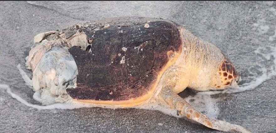 A young loggerhead sea turtle was named Pat Benatar by biologists at the Sanibel-Captiva Conservtion Foundation was found washed up in the Captiva Island surf zone after being hit and killed by a boat near Memorial Day Weekend