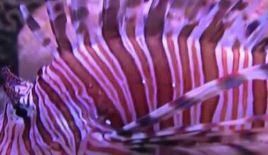 Florida’s lionfish challenge invites divers to help remove invasive species