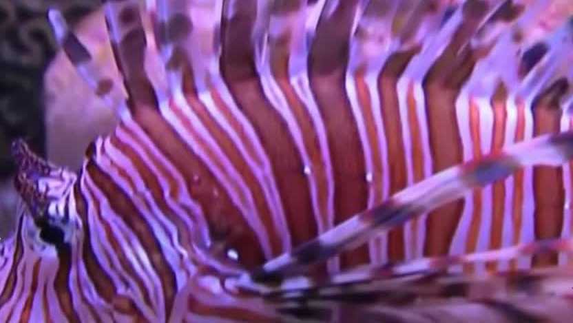 Florida’s lionfish challenge invites divers to help remove invasive species