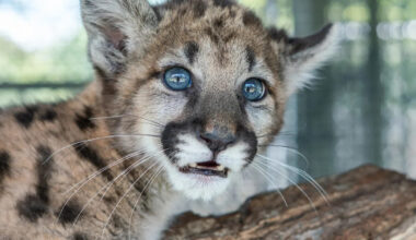 3 To Know: Rescued Florida panther kitten; Barneys opening Naples store