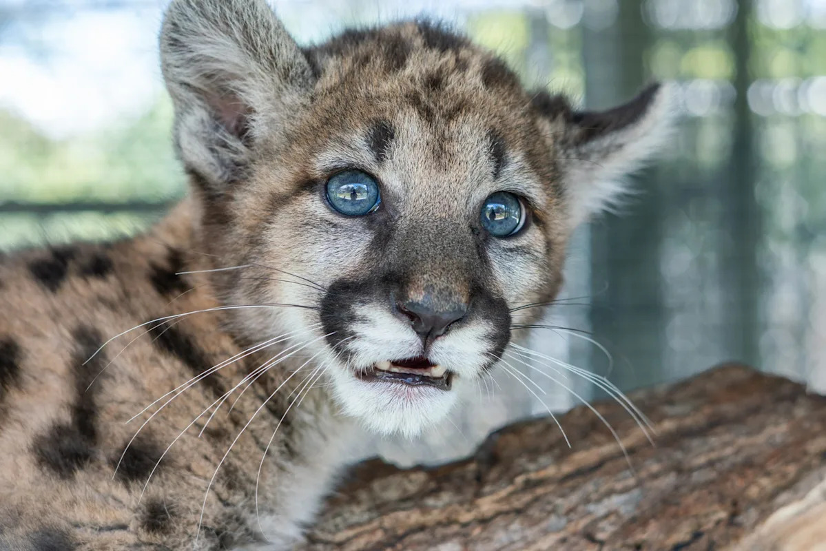 3 To Know: Rescued Florida panther kitten; Barneys opening Naples store