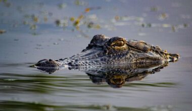 Alligators injure 3, 1 fatally, in string of attacks in Florida