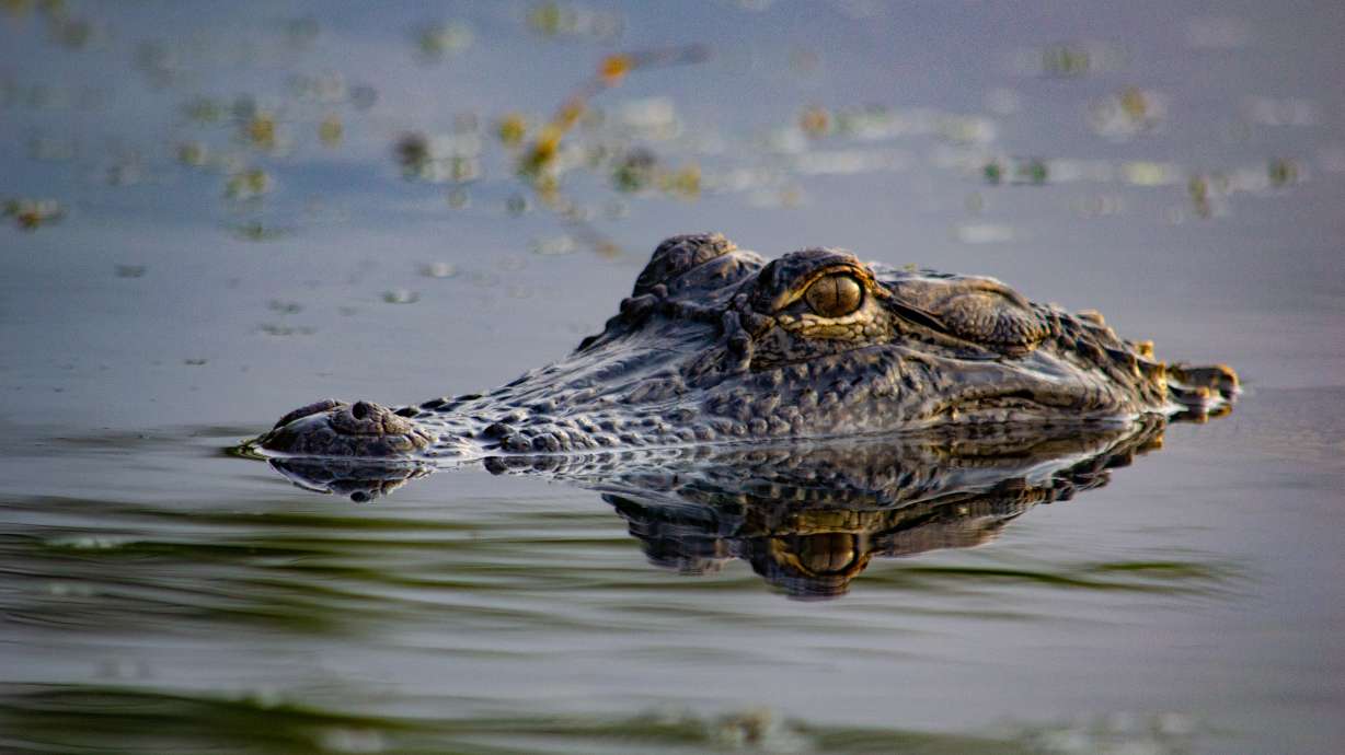 Alligators injure 3, 1 fatally, in string of attacks in Florida