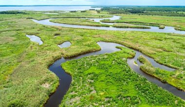 Florida woman dies in fatal alligator attack on Econlockhatchee River