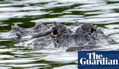 Florida woman swimming in river killed in rare alligator attack at state forest | Florida