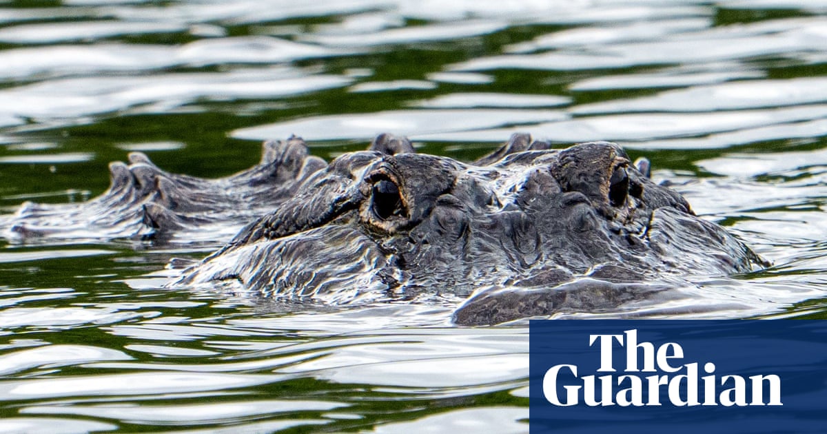 Florida woman swimming in river killed in rare alligator attack at state forest | Florida