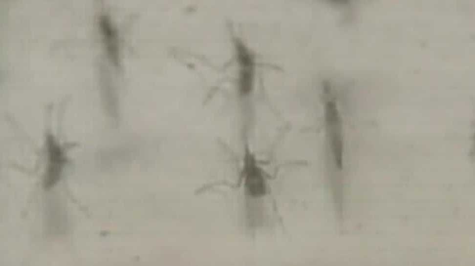 Mosquito-borne virus detected in Central Florida as summer begins