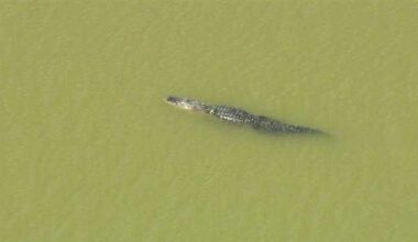3 alligator attacks reported in Central Florida within 7 days