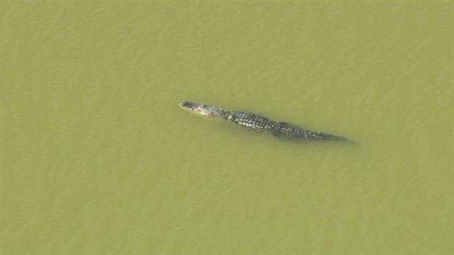 3 alligator attacks reported in Central Florida within 7 days