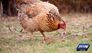 Stuart City Commission to again discuss backyard chicken ordinance