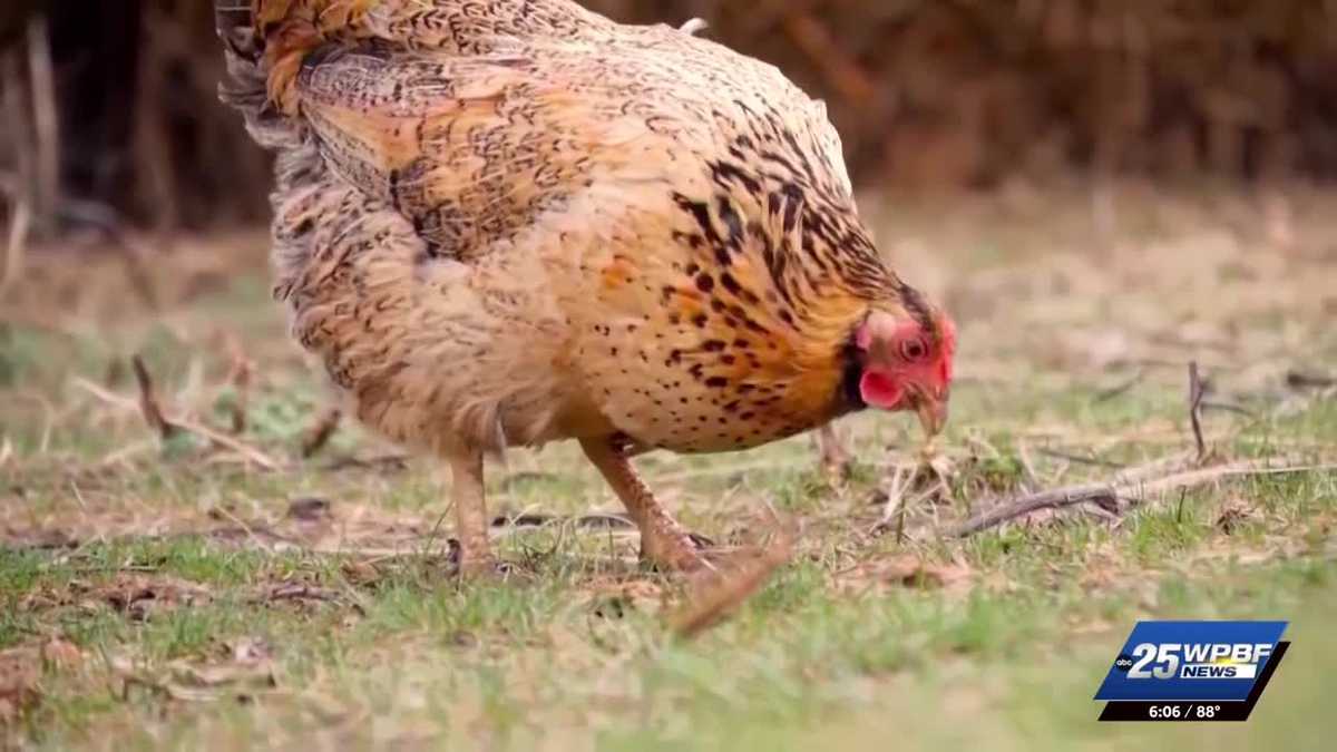 Stuart City Commission to again discuss backyard chicken ordinance