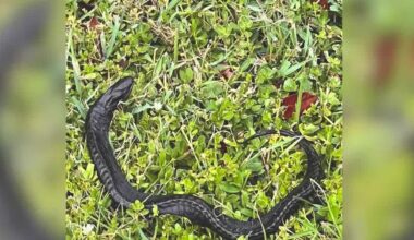 Florida woman encounters invasive swamp eel on her property