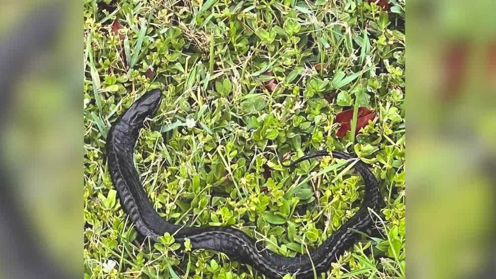 Florida woman encounters invasive swamp eel on her property