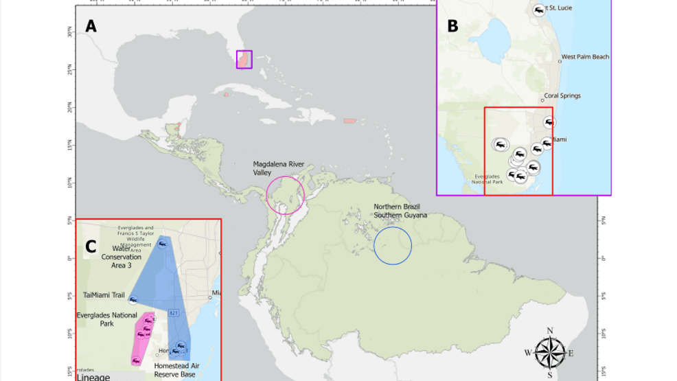 {p}Caimans are found across South Florida, from urban canal systems to wetlands near Everglades National Park. Sightings as far north as Port St. Lucie suggest its range may still be growing. (University of Florida) {/p}