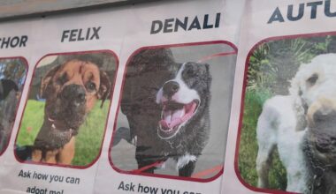 Longtime adoptable dogs charm potential families at Jacksonville event