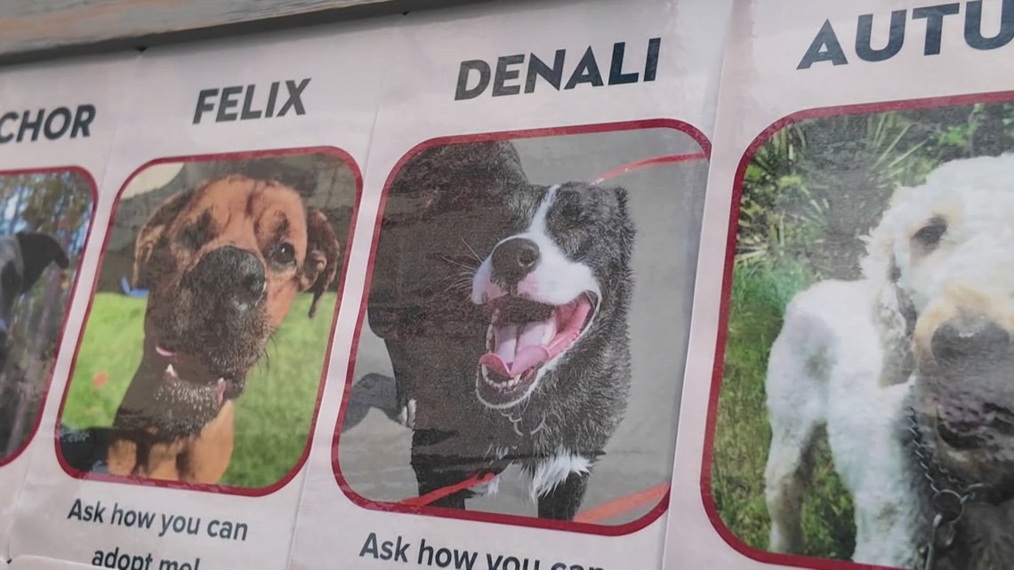 Longtime adoptable dogs charm potential families at Jacksonville event