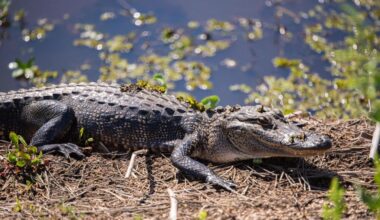 1 dead, 1 injured in alligator attacks in Central Florida, FWC says