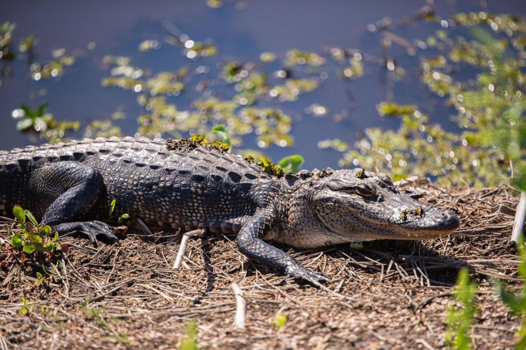 1 dead, 1 injured in alligator attacks in Central Florida, FWC says