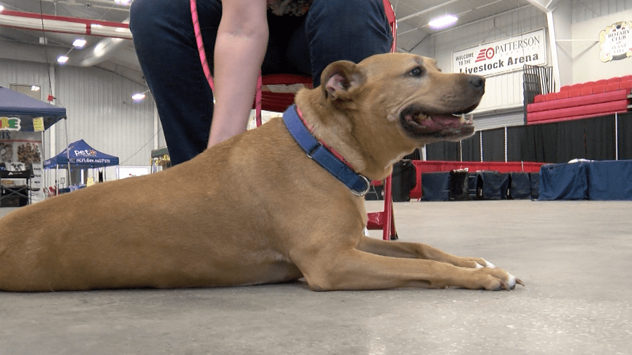 Hundreds find ‘fur-ever’ homes in Tampa Bay Mega Adoption weekend