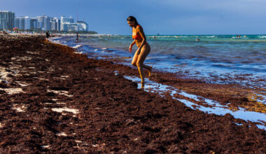 World Cup Visitors in Miami Encounter Beaches Thick With Smelly Seaweed
