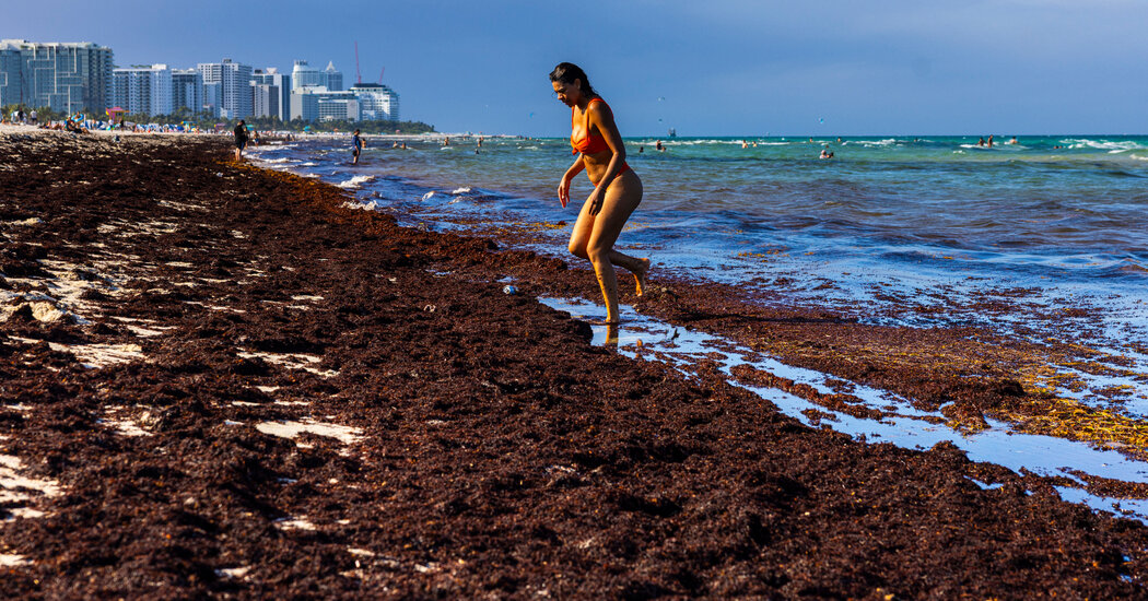 World Cup Visitors in Miami Encounter Beaches Thick With Smelly Seaweed