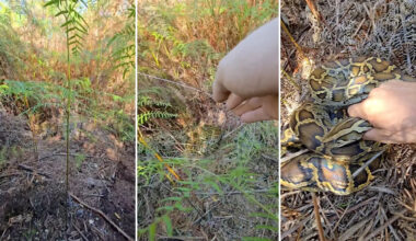 Burmese python found in Florida Everglades looks like 'a real-life painting'