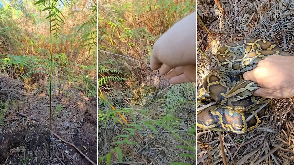 Burmese python found in Florida Everglades looks like 'a real-life painting'