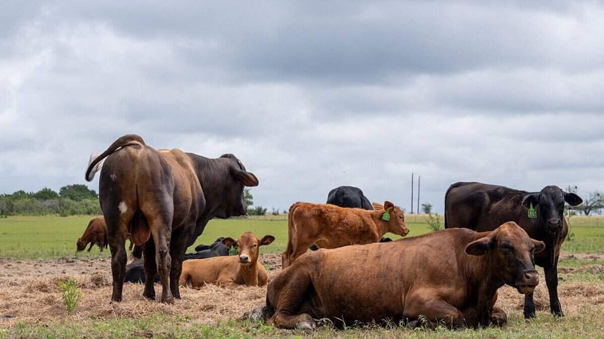 Florida enacts emergency rules to block screwworm
