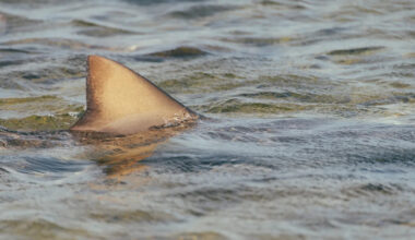 Florida Navy base employee goes missing during lunchtime swim before rescuers realize it was a shark attack