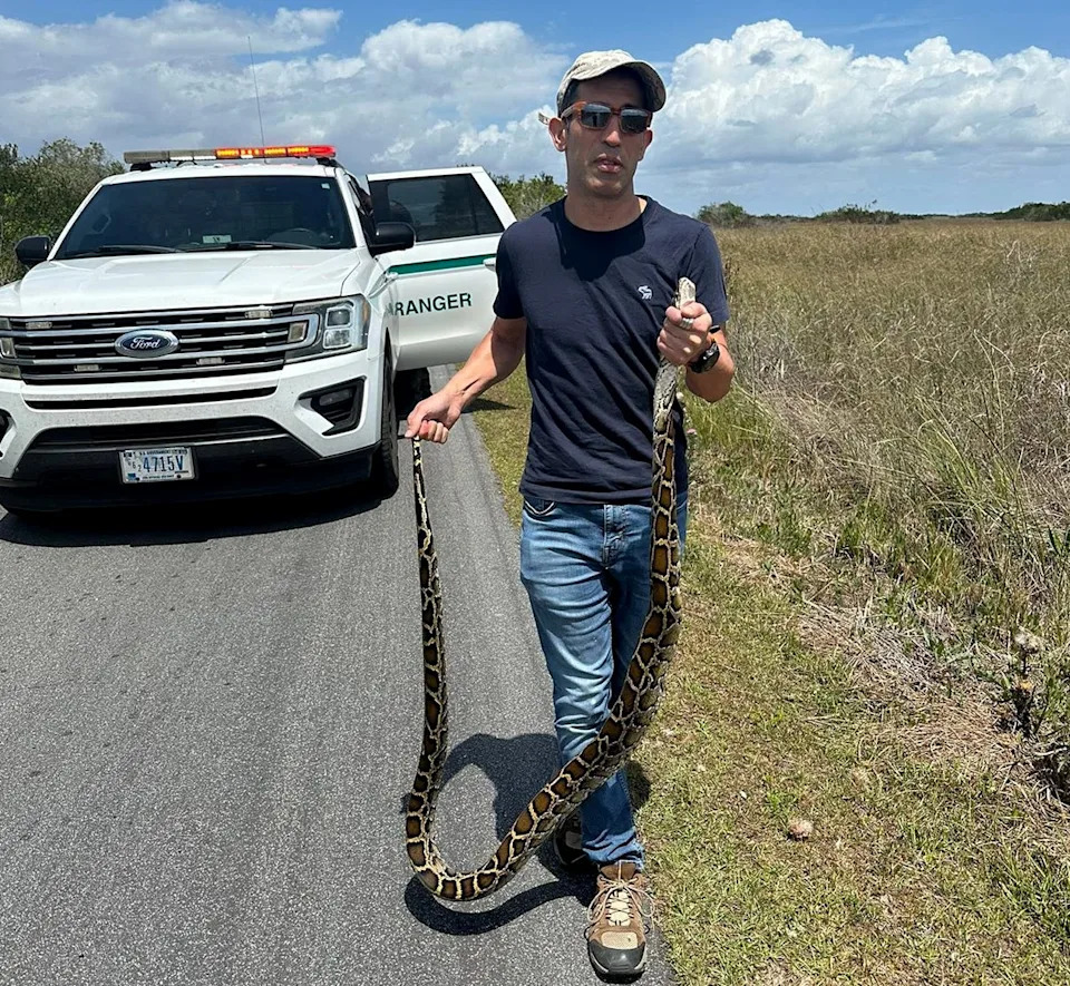 A Florida man holds a python in Everglades National Park.