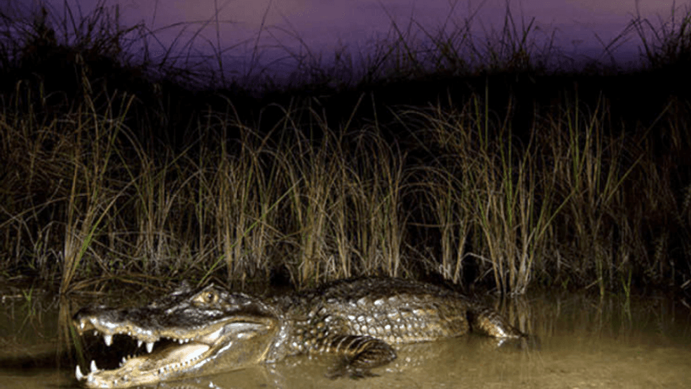 It’s the spectacled caiman, and a University of Florida study is now shedding new light on its growing presence in the Everglades. In the canals, wetlands and marshes of the Florida Everglades, the spectacled caiman has quietly expanded its foothold, threatening an already vulnerable ecosystem. (University of Florida)
