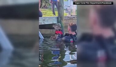 Crews responding to call of dog in distress rescue coyote pup from Cape Coral lake - WSVN 7News | Miami News, Weather, Sports