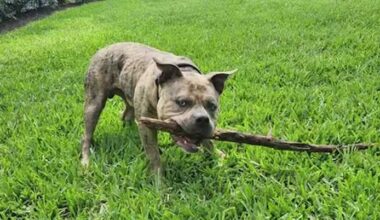 Family working to find home for dog that was dumped in Lee County
