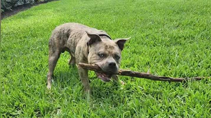 Family working to find home for dog that was dumped in Lee County