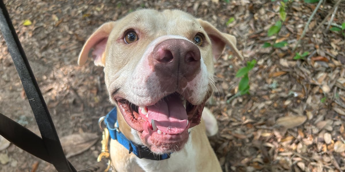 Score a goal with these adorable world pups!