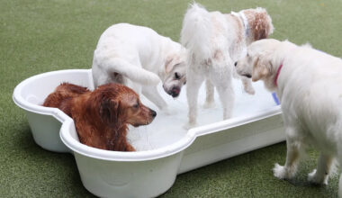 Florida's excessive heat is deadly to dogs. How to keep them safe