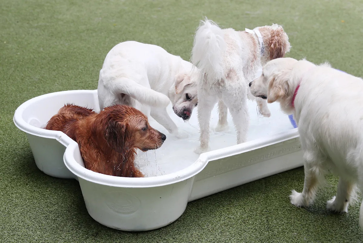 Florida's excessive heat is deadly to dogs. How to keep them safe