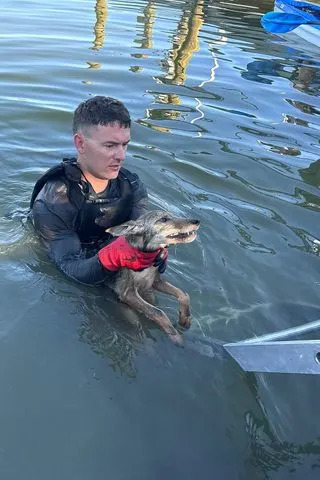 Cape Coral Fire Department rescues a coyote pup rescued from a Florida canalCredit: Cape Coral Fire Department/Facebook