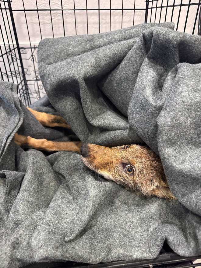 CCFD Coyote Rescue CCFD Coyote Rescue