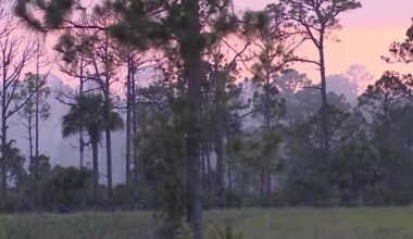 Fire near Newfield Parkway in Martin County extinguished with help from multiple agencies