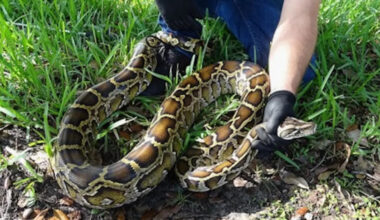 Get ready, snake hunters: Florida's $25,000 python challenge is back in the Everglades