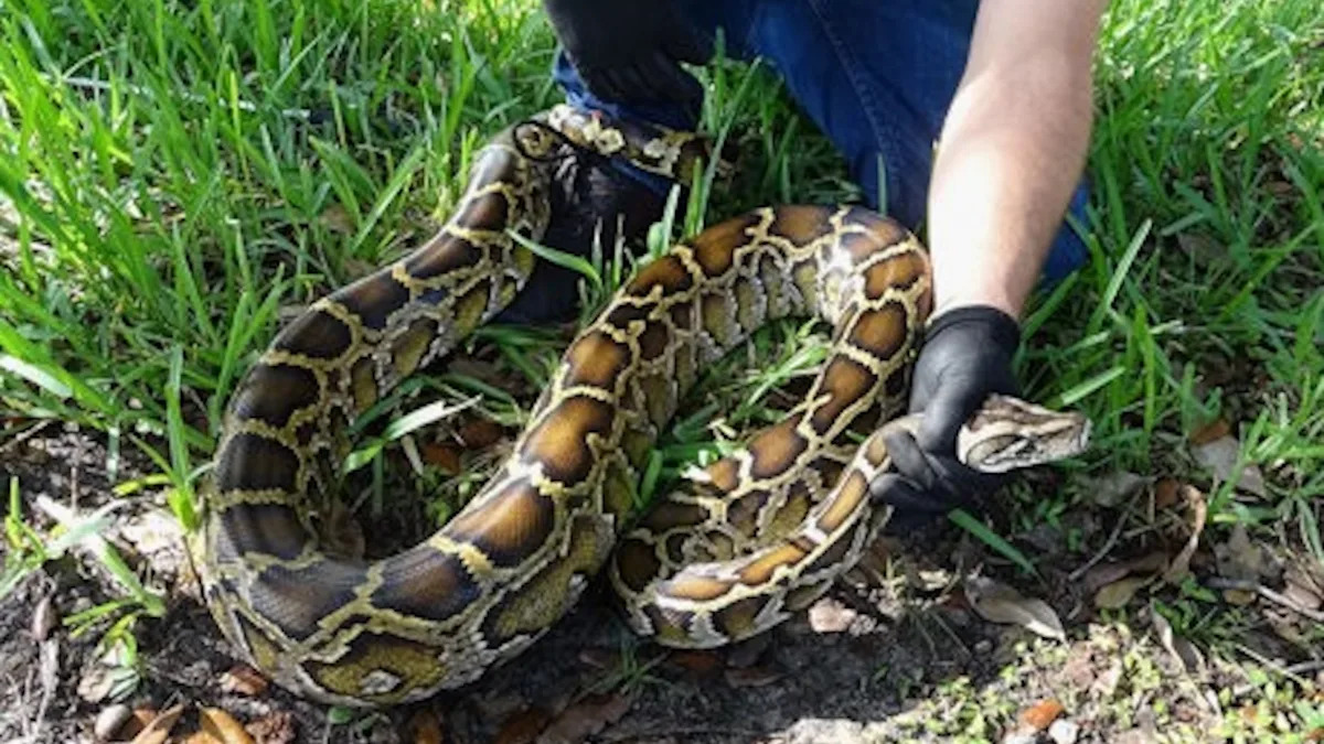 Get ready, snake hunters: Florida's $25,000 python challenge is back in the Everglades