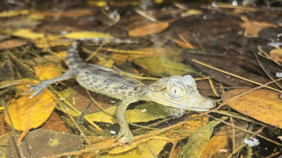 It’s the spectacled caiman, and a University of Florida study is now shedding new light on its growing presence in the Everglades. In the canals, wetlands and marshes of the Florida Everglades, the spectacled caiman has quietly expanded its foothold, threatening an already vulnerable ecosystem. (University of Florida)
